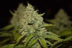 Bubba Kush 4