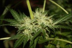 Sour Diesel 24