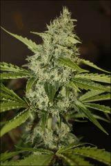 Sour Diesel 2