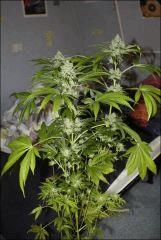 Sour Diesel 9