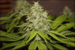 Bubba Kush 3