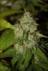 Bubba Kush 6