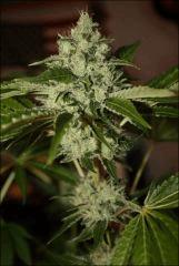 Sour Diesel 17