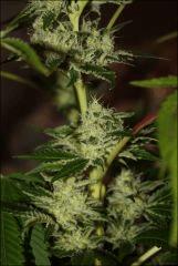 Sour Diesel 18
