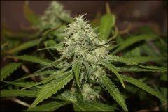Blue Cheese 2