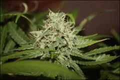 Blue Cheese 3