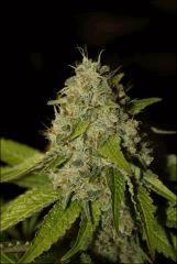 Bubba Kush 7