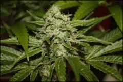 Sour Diesel 15
