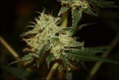 Sour Diesel 30