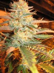 Ice cream #4- pine vanilla pheno.