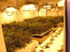 allkush