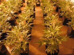 White Widow  cocomat Ebb And flow