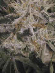 white widow resin