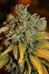 old school breeder 72 crop