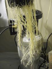 roots 1