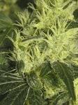 hashberry tester