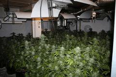 Old secret breeder 72 base