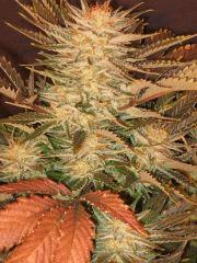 Ice cream anthocyan. cherry pheno