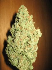 opium budshot 7