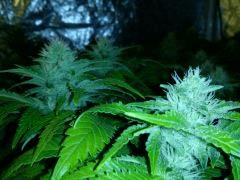 CAM00808