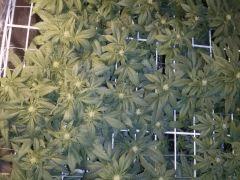 CAM00721