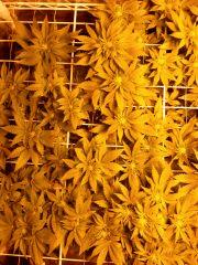 CAM00707