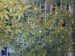 CAM00716