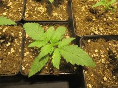 SourDiesel#2 C+10