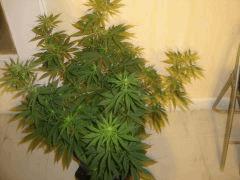 Nycd2 F+13