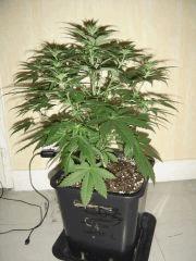 Cheese C+32F+6
