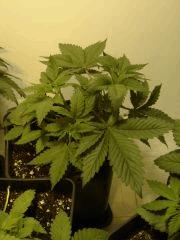 G13 n°1 C+25