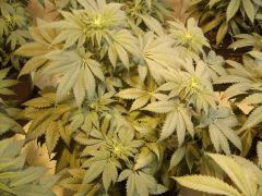 G13 C+36F+6