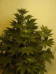 G13 F+13
