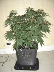 SourDiesel#2 n°4 C+37F+6