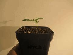 NYCD triso C+9