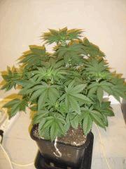 G13 C+36F+1