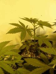 G13 n°2 C+21