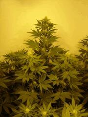 G13 F+20