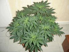 SourDiesel#2 n°1 C+37F+6