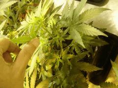 Secondaires et Tertiaires SourDiesel#2 n°4 C+37F+1