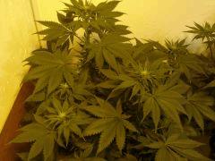 G13 F+9