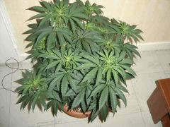 SourDiesel#2 n°6 C+37F+6