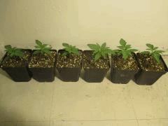 SourDiesel#2 C+10