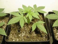 nycd 5 c+16