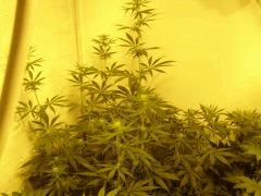 NYCD2 F+20