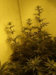 NYCD2 F+20
