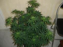SD4 F+13