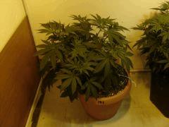 SourDiesel #2 n°1 C+36