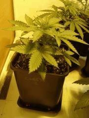 Cheese n°1 C+21