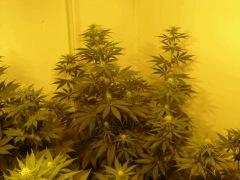 NYCD4 F+20